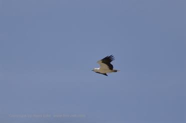 01 Mobor-Beach_and_Cavelossim-Beach,_Goa_DSC6463_b_H600